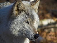 Arctic Wolf 045